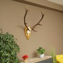 Corna di cervo rosso 6 punte Altezza 59 cm Corna di cervo Trofeo intagliato 70.1031