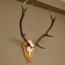 Corna di cervo rosso 6 punte Altezza 59 cm Corna di cervo Trofeo intagliato 70.1031