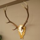 Corna di cervo rosso 6 punte Altezza 59 cm Corna di cervo Trofeo intagliato 70.1031