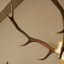 Corna di cervo rosso 6 punte Altezza 59 cm Corna di cervo Trofeo intagliato 70.1031