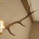 Corna di cervo rosso 6 punte Altezza 59 cm Corna di cervo Trofeo intagliato 70.1031