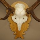 Corna di cervo rosso 6 punte Altezza 59 cm Corna di cervo Trofeo intagliato 70.1031