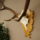 Corna di cervo rosso 6 punte Altezza 59 cm Corna di cervo Trofeo intagliato 70.1031