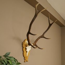 Corna di cervo rosso 6 punte Altezza 59 cm Corna di cervo Trofeo intagliato 70.1031