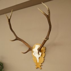 Corna di cervo rosso 6 punte Altezza 59 cm Corna di cervo Trofeo intagliato 70.1031