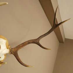 Corna di cervo rosso 6 punte Altezza 59 cm Corna di cervo Trofeo intagliato 70.1031