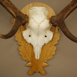 Corna di cervo rosso 6 punte Altezza 59 cm Corna di cervo Trofeo intagliato 70.1031