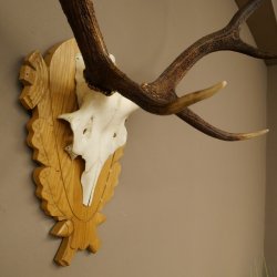 Corna di cervo rosso 6 punte Altezza 59 cm Corna di cervo Trofeo intagliato 70.1031