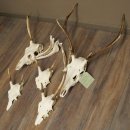 Corna di cervo rosso 6 punte Altezza 59 cm Corna di cervo Trofeo intagliato 70.1031