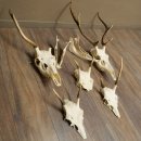 Corna di cervo rosso 6 punte Altezza 59 cm Corna di cervo Trofeo intagliato 70.1031