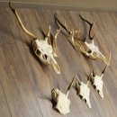 Corna di cervo rosso 6 punte Altezza 59 cm Corna di cervo Trofeo intagliato 70.1031