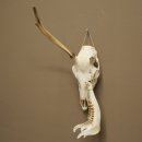 Corna di cervo rosso 6 punte Altezza 59 cm Corna di cervo Trofeo intagliato 70.1031