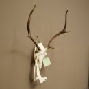 Corna di cervo rosso 6 punte Altezza 59 cm Corna di cervo Trofeo intagliato 70.1031