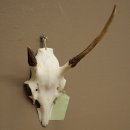 Corna di cervo rosso 6 punte Altezza 59 cm Corna di cervo Trofeo intagliato 70.1031