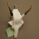 Corna di cervo rosso 6 punte Altezza 59 cm Corna di cervo Trofeo intagliato 70.1031