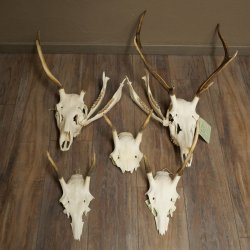 Corna di cervo rosso 6 punte Altezza 59 cm Corna di cervo Trofeo intagliato 70.1031