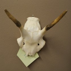 Corna di cervo rosso 6 punte Altezza 59 cm Corna di cervo Trofeo intagliato 70.1031