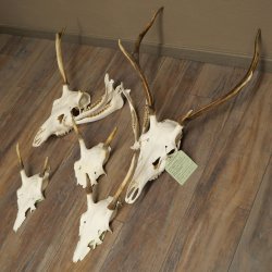 Corna di cervo rosso 6 punte Altezza 59 cm Corna di cervo Trofeo intagliato 70.1031