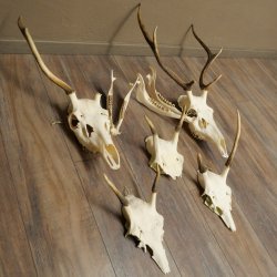 Corna di cervo rosso 6 punte Altezza 59 cm Corna di cervo Trofeo intagliato 70.1031