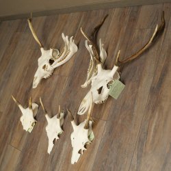 Corna di cervo rosso 6 punte Altezza 59 cm Corna di cervo Trofeo intagliato 70.1031