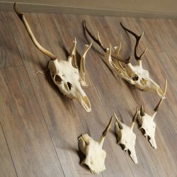 Corna di cervo rosso 6 punte Altezza 59 cm Corna di cervo Trofeo intagliato 70.1031