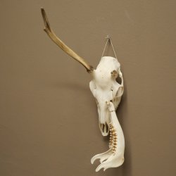 Corna di cervo rosso 6 punte Altezza 59 cm Corna di cervo Trofeo intagliato 70.1031