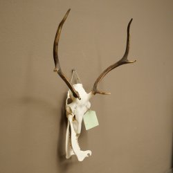 Corna di cervo rosso 6 punte Altezza 59 cm Corna di cervo Trofeo intagliato 70.1031