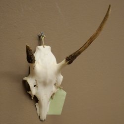 Corna di cervo rosso 6 punte Altezza 59 cm Corna di cervo Trofeo intagliato 70.1031