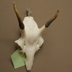 Corna di cervo rosso 6 punte Altezza 59 cm Corna di cervo Trofeo intagliato 70.1031