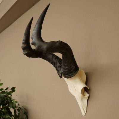 Hartebeest (Alcelaphus caama) Kuhantilope HL 52 cm Skull trophy Antelope skull trophy