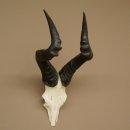 Hartebeest (Alcelaphus caama) Kuhantilope HL 52 cm Skull trophy Antelope skull trophy