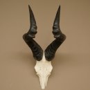 Hartebeest (Alcelaphus caama) Kuhantilope HL 52 cm Skull trophy Antelope skull trophy