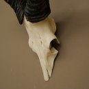 Hartebeest (Alcelaphus caama) Kuhantilope HL 52 cm Skull trophy Antelope skull trophy