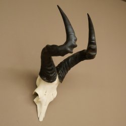 Hartebeest (Alcelaphus caama) Kuhantilope HL 52 cm Skull trophy Antelope skull trophy
