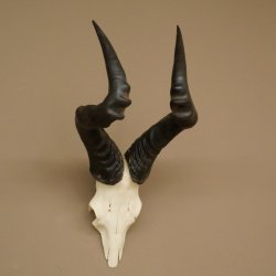 Hartebeest (Alcelaphus caama) Kuhantilope HL 52 cm Skull trophy Antelope skull trophy