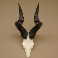 Hartebeest (Alcelaphus caama) Kuhantilope HL 52 cm Skull trophy Antelope skull trophy