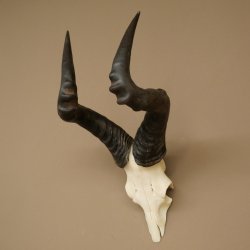 Hartebeest (Alcelaphus caama) Kuhantilope HL 52 cm Skull trophy Antelope skull trophy