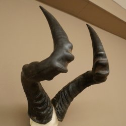 Hartebeest (Alcelaphus caama) Kuhantilope HL 52 cm Skull trophy Antelope skull trophy