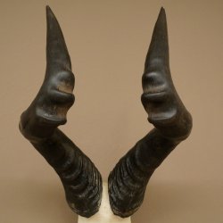 Hartebeest (Alcelaphus caama) Kuhantilope HL 52 cm Skull trophy Antelope skull trophy