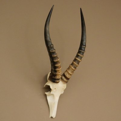 Blessbock (Damaliscus phillipsi) Antelope Africa Skull trophy HL 41 cm 88.5.22