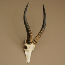 Blessbock (Damaliscus phillipsi) Antelope Africa Skull...