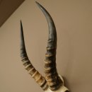 Blessbock (Damaliscus phillipsi) Antelope Africa Skull trophy HL 41 cm 88.5.22