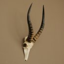 Blessbock (Damaliscus phillipsi) Antelope Africa Skull trophy HL 41 cm 88.5.22