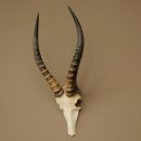 Blessbock (Damaliscus phillipsi) Antelope Africa Skull trophy HL 41 cm 88.5.22