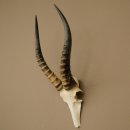 Blessbock (Damaliscus phillipsi) Antelope Africa Skull trophy HL 41 cm 88.5.22
