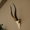 Blessbock (Damaliscus phillipsi) Antelope Africa Skull trophy HL 41 cm 88.5.22