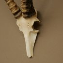 Blessbock (Damaliscus phillipsi) Antelope Africa Skull trophy HL 41 cm 88.5.22