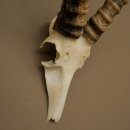 Blessbock (Damaliscus phillipsi) Antelope Africa Skull trophy HL 41 cm 88.5.22