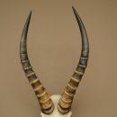 Blessbock (Damaliscus phillipsi) Antelope Africa Skull trophy HL 41 cm 88.5.22