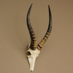 Blessbock (Damaliscus phillipsi) Antelope Africa Skull trophy HL 41 cm 88.5.22